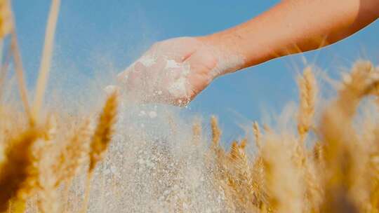 小麦麦田 麦穗 面粉 收割