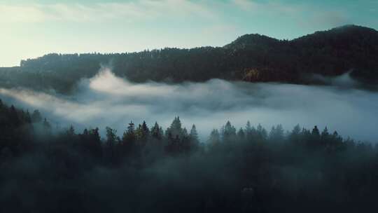 云雾缭绕的森林视频素材模板下载