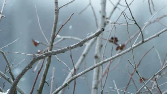 冬天冬季鹅毛大雪下雪树枝