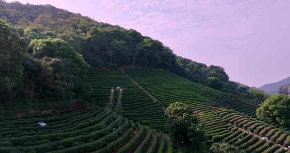 无人植保机茶园茶山打药