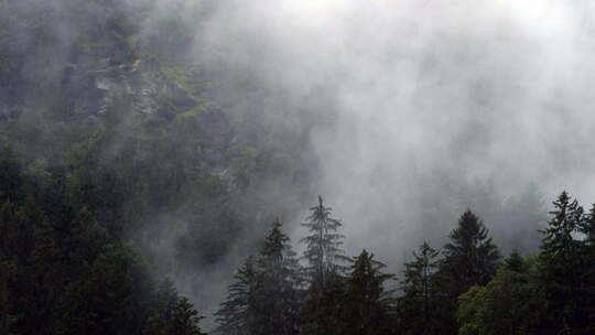 瑞士松树覆盖山谷的雨天