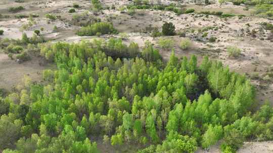 荒野沙地植被景观