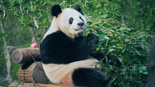 大熊猫吃萝卜竹子视频合集视频素材模板下载