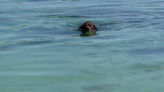 狗狗在湖里游泳