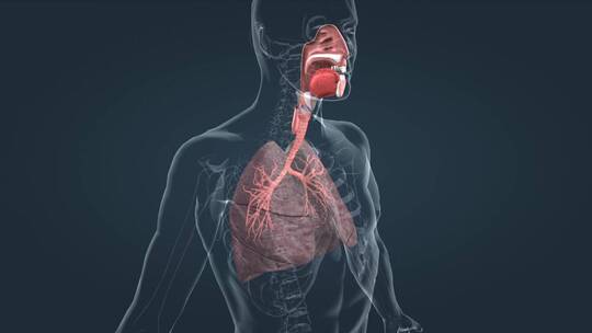 3D人体解剖呼吸系统肺功能肺呼吸肺活量