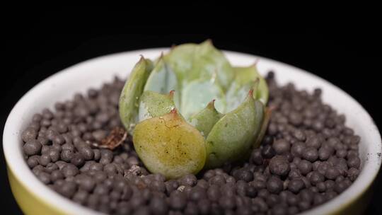 雪域多肉植物盆栽绿植