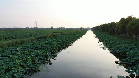 金湖荷花荡 航拍视频素材模板下载