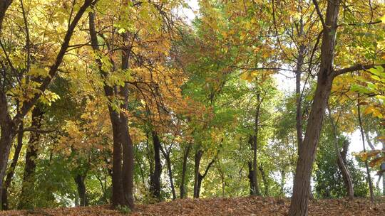 秋天的树木和落叶