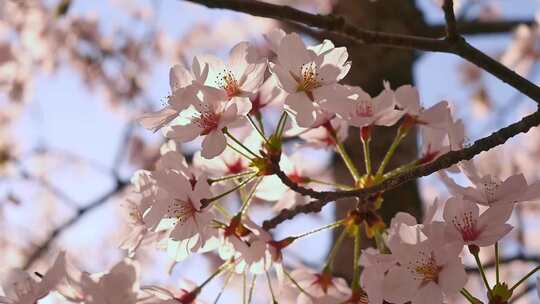 合集-春天阳光下逆光的樱花特写慢镜