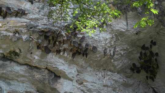 野生蜂蜜岩洞口蜂窝