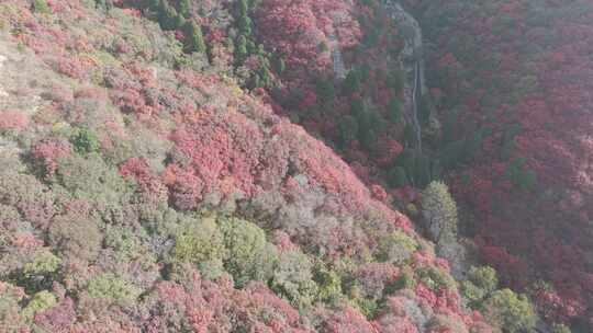 秋天的红叶美景 漫山黄栌红遍 爱在深秋