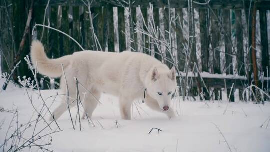 白狗在雪地上行走