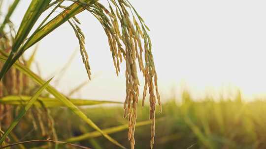 稻田稻谷稻穗水稻特写