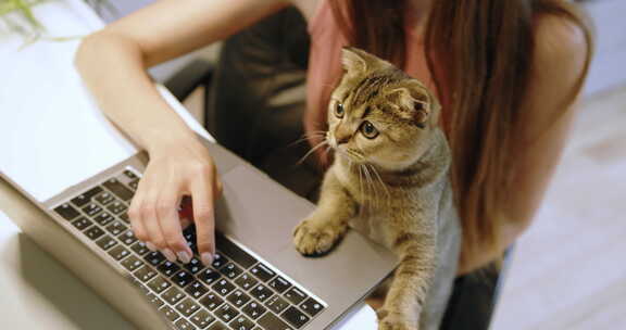 年轻女子在家用笔记本电脑和可爱的猫一起工