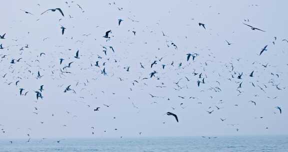 大海海面飞翔的海鸥