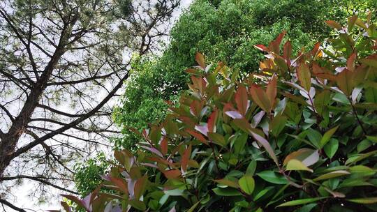 疫情街道街头小区绿色植物街头实拍