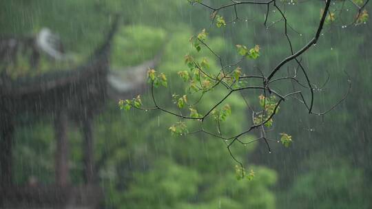 156 杭州 风景 古风 下雨天 亭子 树枝
