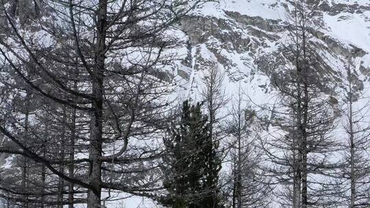 航拍雪后的枯木山景
