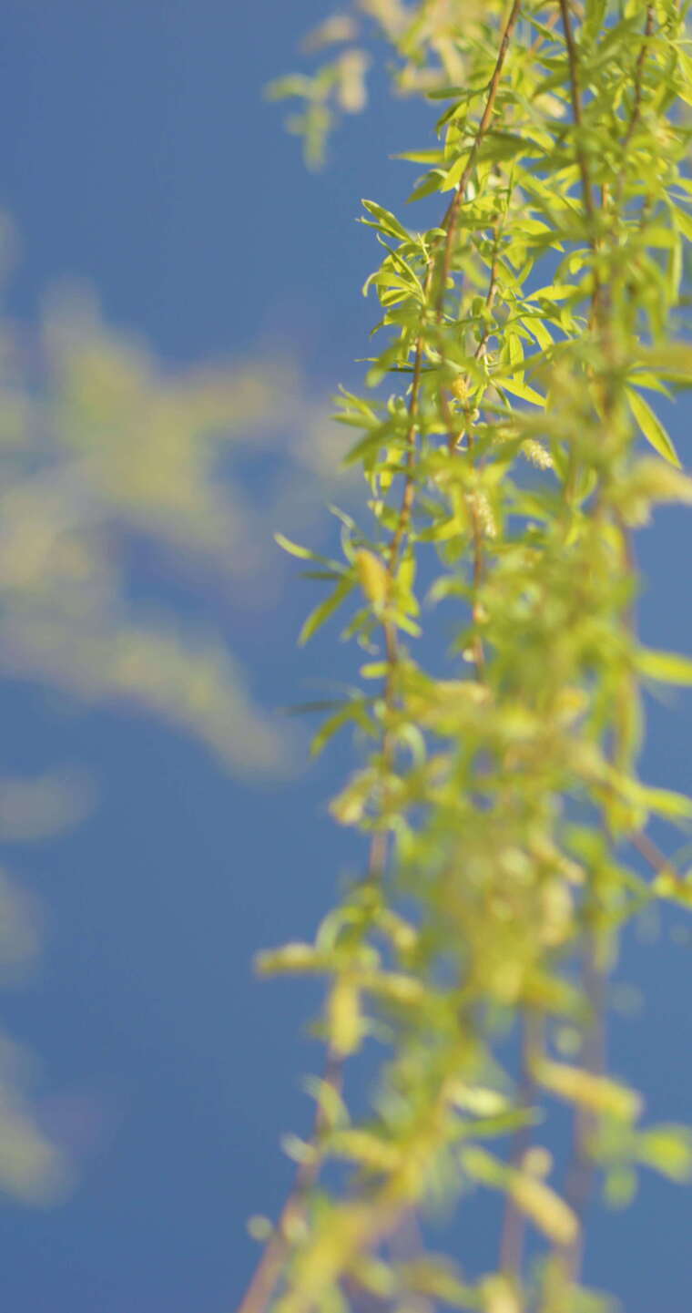春天刚刚发芽的柳枝