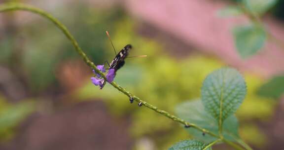 蝴蝶在紫色花朵上扇动翅膀