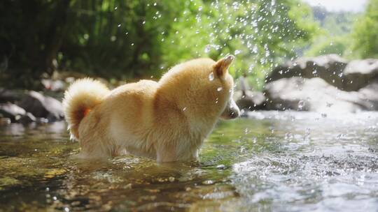 狗狗戏水甩水