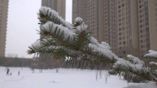 松树树枝积雪下雪雪景