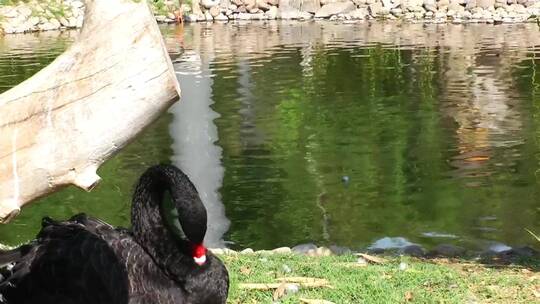 动物园湖里的鸭子