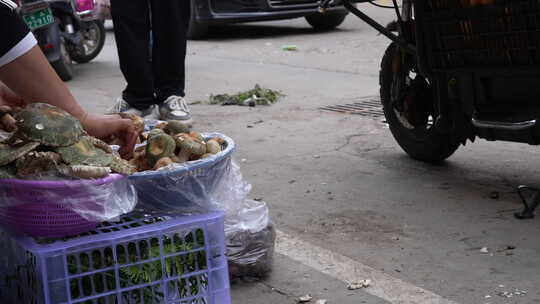 云南野生菌蘑菇交易市场