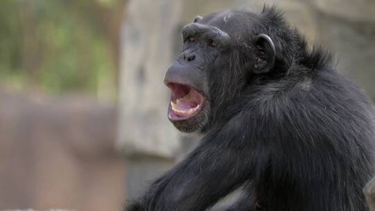 黑猩猩张开嘴视频素材模板下载