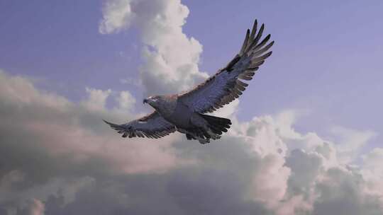 雄鹰展翅翱翔老鹰飞翔鹰击长空飞行雕大鹏鸟