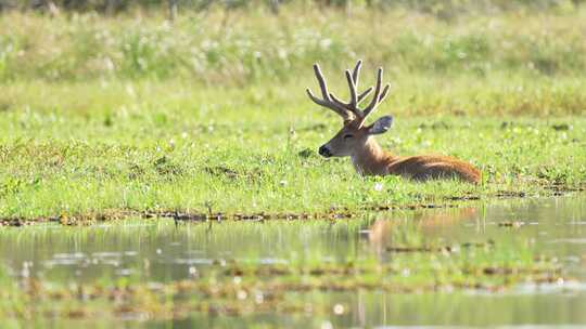 野生鹿在沼泽草地上休息