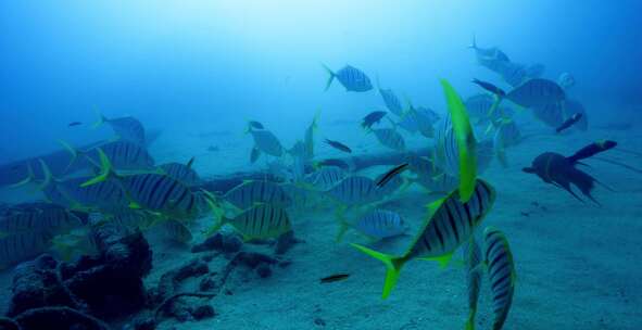 Golden Trevally，鱼，水下