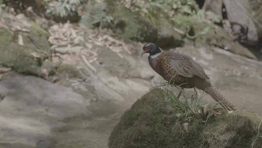 野生动物 环颈雉 4K