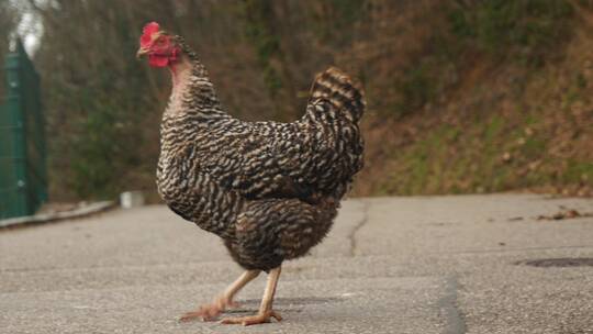 鸡在路上行走的镜头
