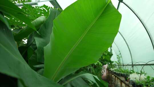 巨大的香蕉叶主宰着温室空间一个大香蕉叶的视频素材模板下载