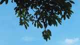 夏日蓝天白云树枝树叶植物实拍高清在线视频素材下载