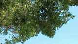 夏日蓝天白云树枝树叶植物实拍高清在线视频素材下载