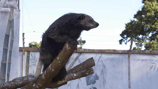 Binturong（熊猫）坐在树枝上探索野生动物园的围栏