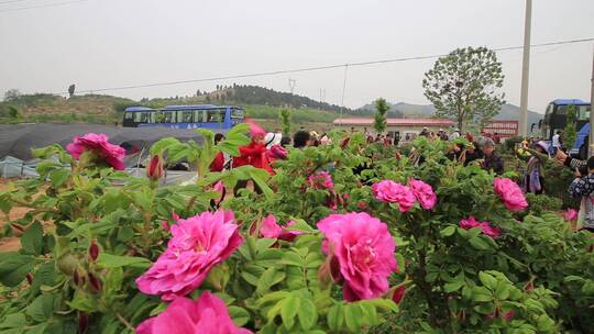 济南平阴芳蕾玫瑰种植基地