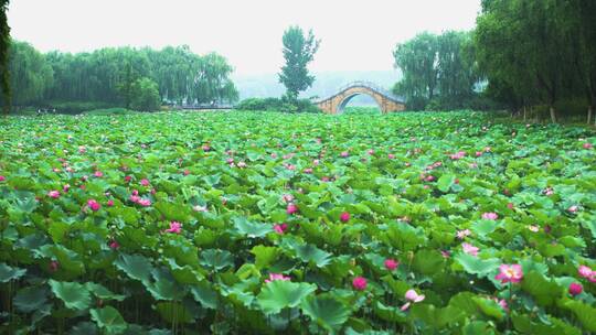 荷花自然涟漪露水池塘开花莲蓬公园花瓣雨诗