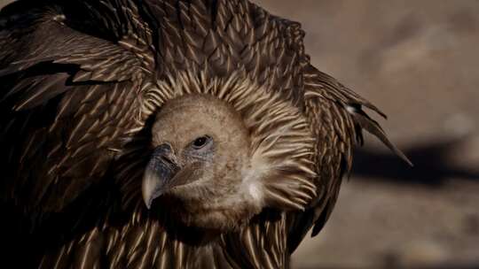实拍青海野生动物秃鹫鸟