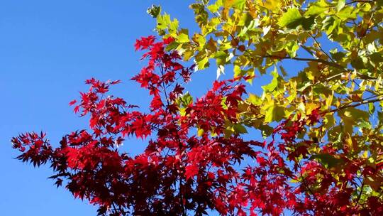 秋高气爽 蓝色天空 绿色红色树木树叶子