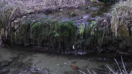 长满青苔的山间小水流