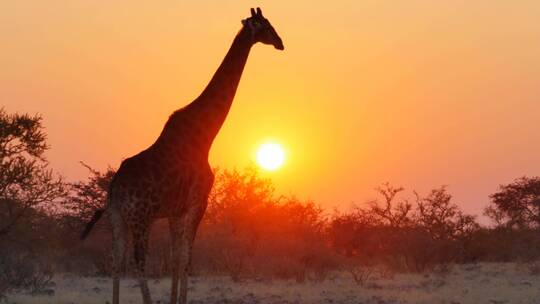 日落草原上的长颈鹿