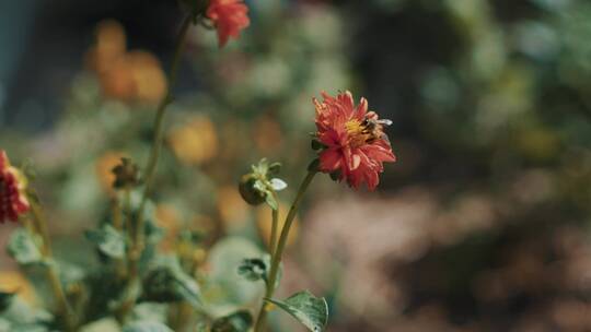 带着蜜蜂的花朵