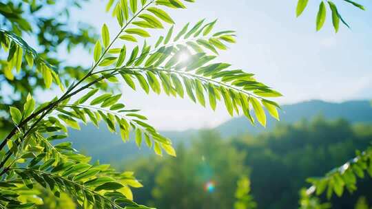 清晨自然唯美深林触摸阳光下的秋叶与少女