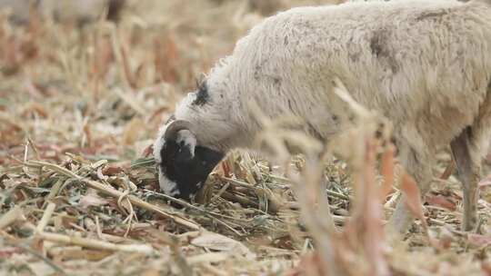 新疆准噶尔牧民放羊