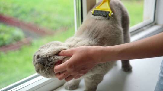 用优质猫科刷子梳理猫护理一个人正在轻轻地