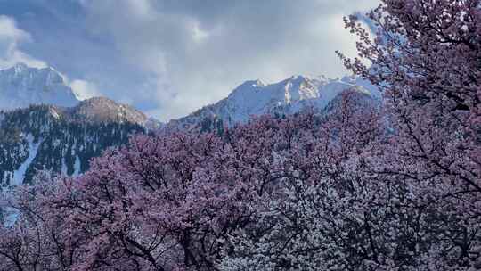 樱花树的Rakaposhi观点。个人资料