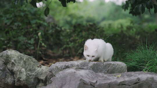 流浪猫白猫吃猫粮视频素材模板下载